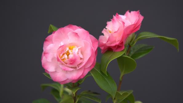 Nuccios jewel