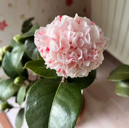 Patricia Short 22.01.2025 Die Pflanze ist hervorgegangen aus Camellia japonica 'Roma Risorta'l "Mutter" und Camellia japonica 'Snow Chan'/"Vater" Entstanden bei Walter Klotz in Egelsbach, erste Blüte 2007