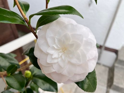 Nuccios Pearl
