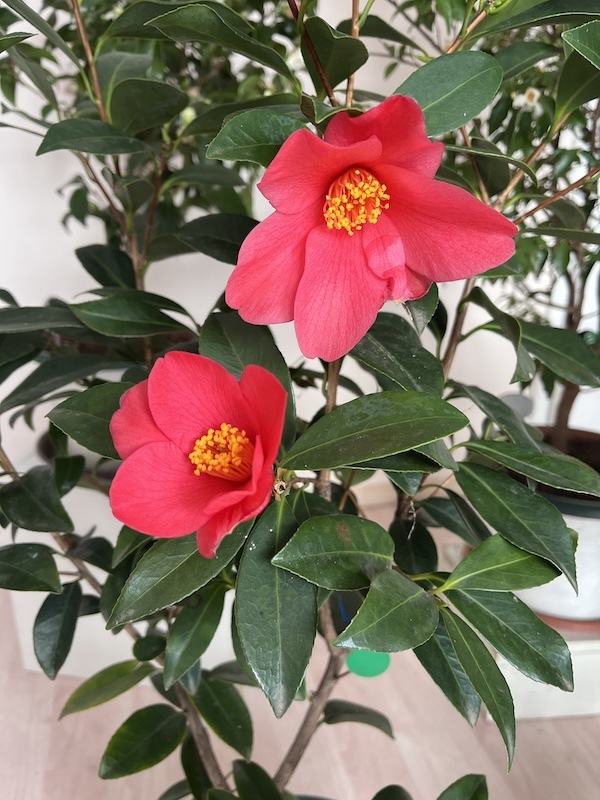 1001 Summer Nights Jasmine