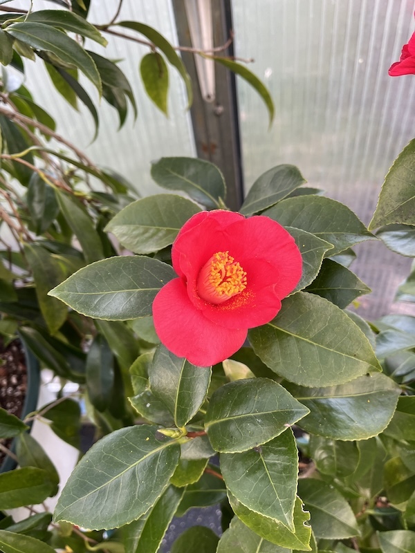 eigener Sämling Marion