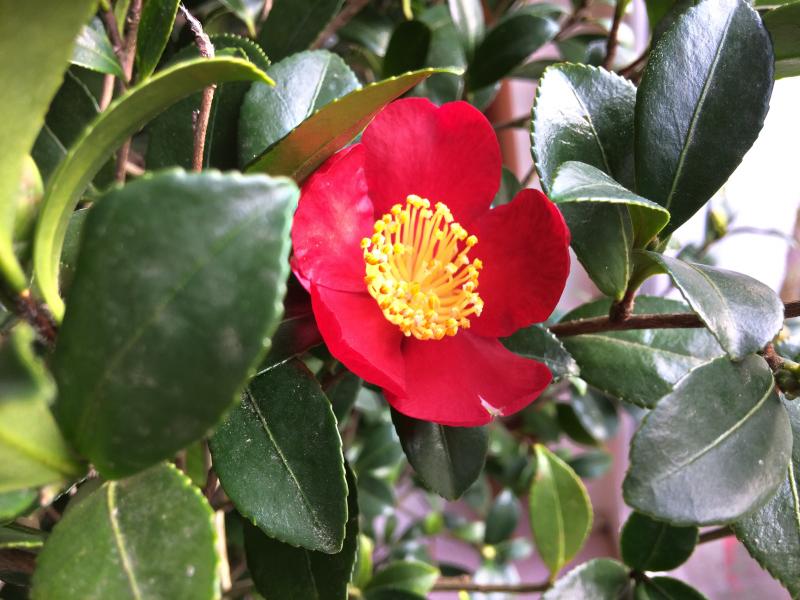 Kamelienfreund Gotha Herbstblühende Kamelien