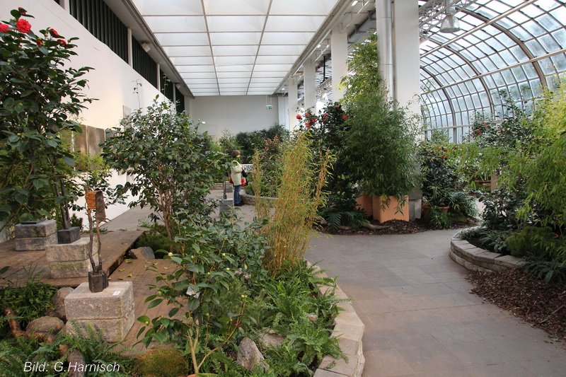 Weihnachten Im Palmengarten Frankfurt 2022 Kamelienfreund Gotha Palmengarten Frankfurt