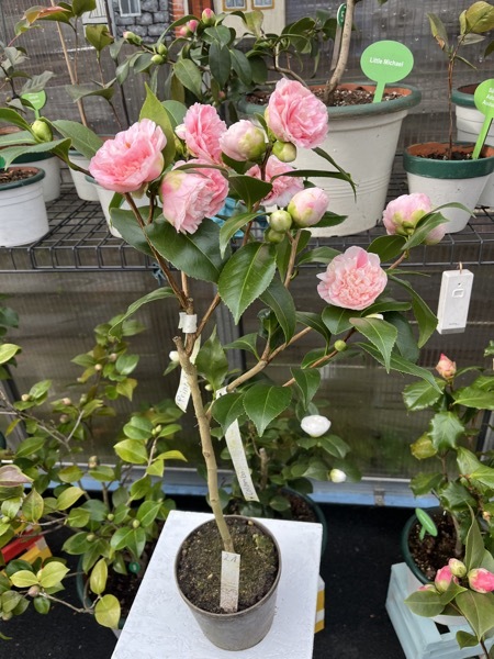 Prinz Albert 16. März 2026